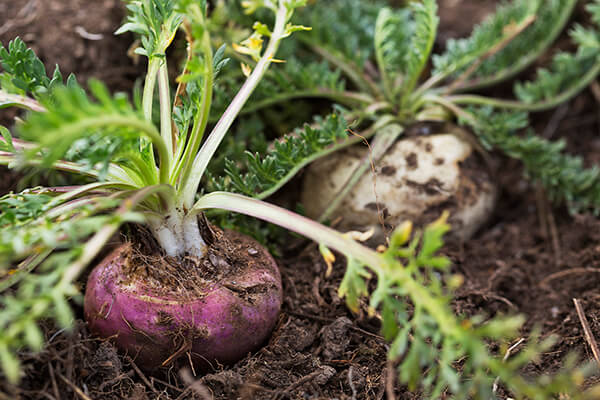 xtrazex泡腾片的作用与功效