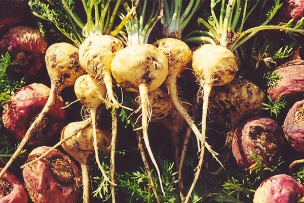 Xtrazex的客户和合作伙伴的重要信息