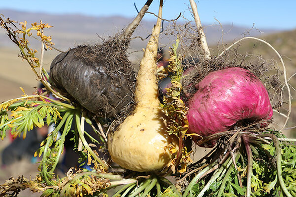 xtrazex有增大效果吗？