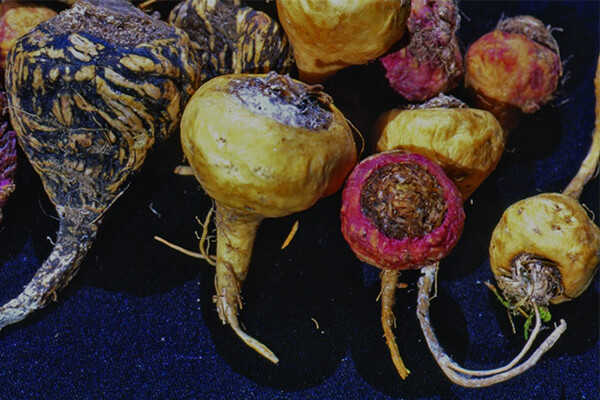 xtrazex为什么具备如此强大的功效