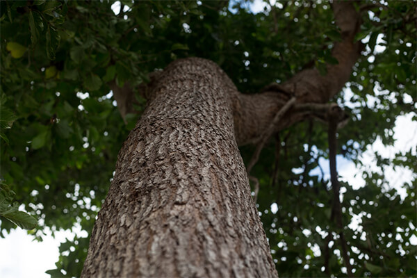 Xtrazex中文使用说明书