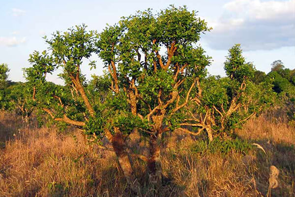 xtrazex泡腾片的作用与功效